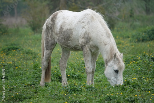 Un cheval blanc et gris broute de l herbe