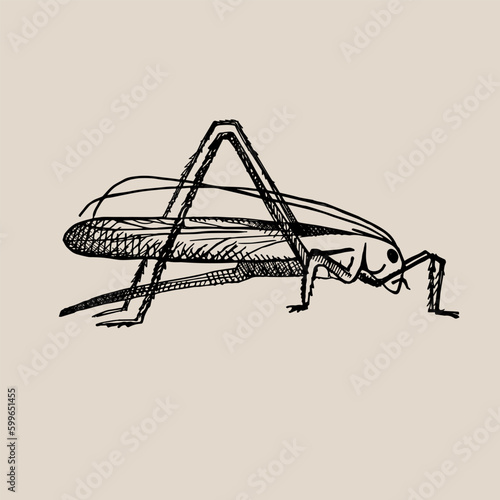 Green grasshopper in vintage style. Jumping insect, grig. Drawn by hand. Vector illustration. Design element, icon © Oxi An