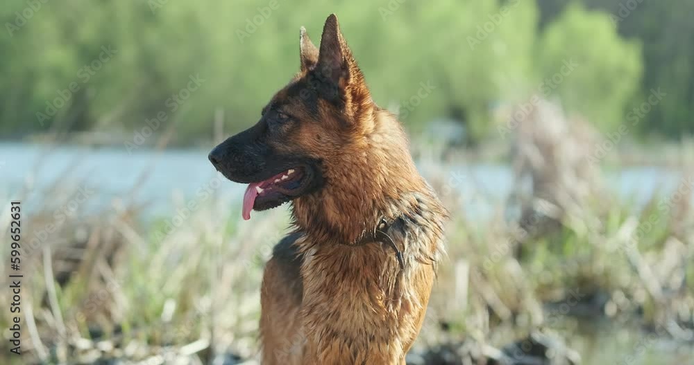 Dog carefully looks in different directions with his tongue out. German Shepherd after swimming in nature is resting. Daytime, forest, background, river. Dog carefully looks in different directions with his tongue out. German Shepherd after swimming in nature is resting. Daytime, forest, background, river.