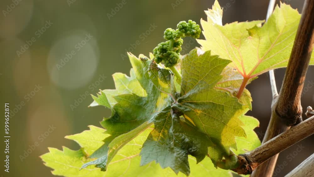 Bunches of fresh grapes hanging from the vineyard Bunches of fresh grapes hanging from the vineyard