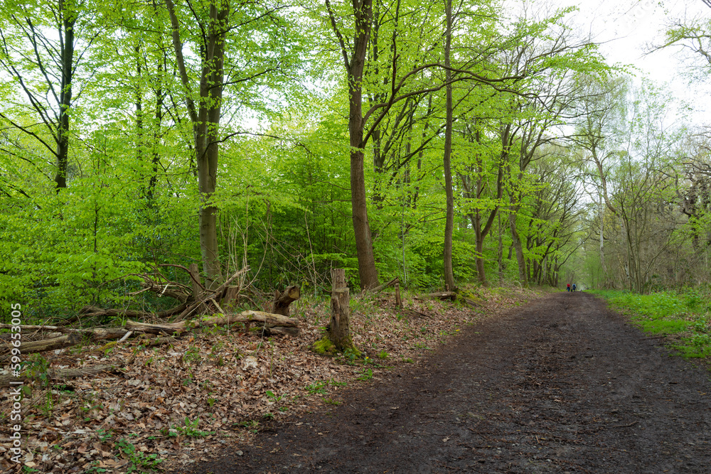 Stunning springtime view of lush trees seen on the famous Sherwood Forest in the UK. The distance shows people walking to see the Major Oak tree. Stunning springtime view of lush trees seen on the famous Sherwood Forest in the UK. The distance shows people walking to see the Major Oak tree.