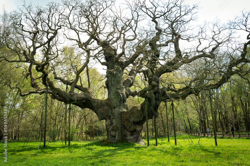  The 1000 year Mighty Oak Tree seen during springtime. Many suspension poles are seen holding up the oldest oak tree in the UK.