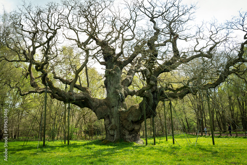  The 1000 year Mighty Oak Tree seen during springtime. Many suspension poles are seen holding up the oldest oak tree in the UK. photo