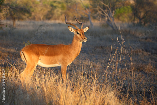 Schwarzfersenantilope / Impala / Aepyceros melampus