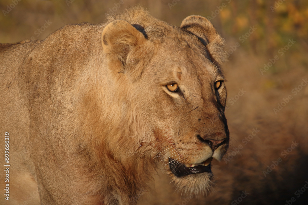 Afrikanischer Löwe / African lion / Panthera leo. Afrikanischer Löwe / African lion / Panthera leo.