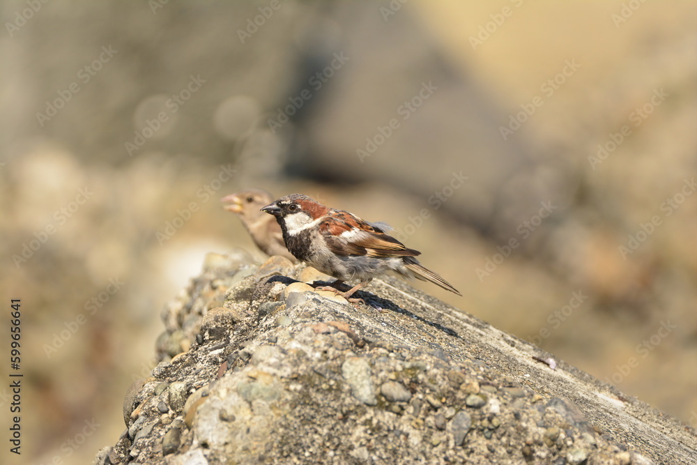 House Sparrow pair
