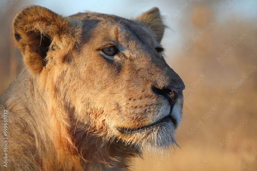 Afrikanischer Löwe / African lion / Panthera leo. Afrikanischer Löwe / African lion / Panthera leo.
