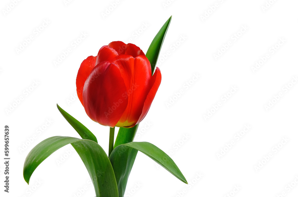 Scarlet tulip on a white background Scarlet tulip on a white background