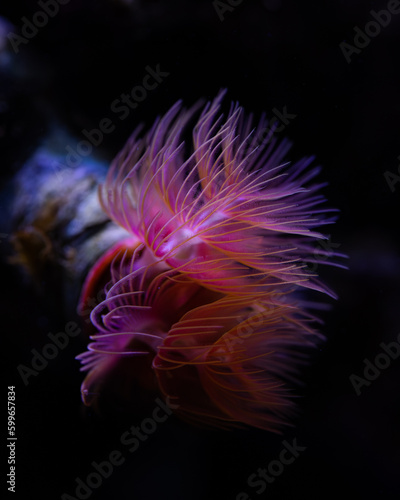 orange flower in the dark