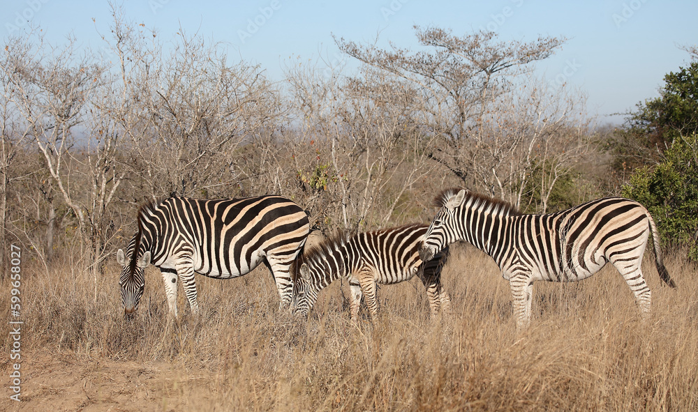 Steppenzebra / Burchell's zebra / Equus quagga burchellii. Steppenzebra / Burchell's zebra / Equus quagga burchellii.