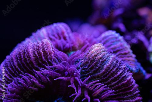 Fototapeta Naklejka Na Ścianę i Meble -  coral reef in the sea