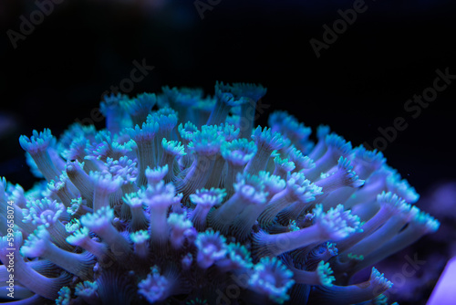 coral reef in aquarium