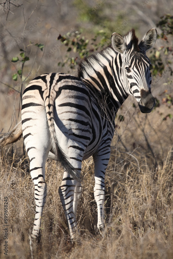 Obraz premium Steppenzebra / Burchell's zebra / Equus quagga burchellii