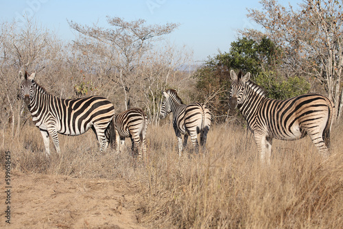 Steppenzebra   Burchell s zebra   Equus quagga burchellii.