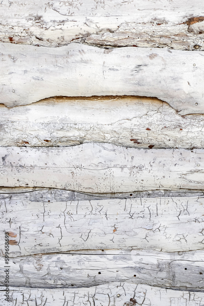 Fototapeta premium An old damaged and affected by woodworms wooden wall painted in white as an abstract background