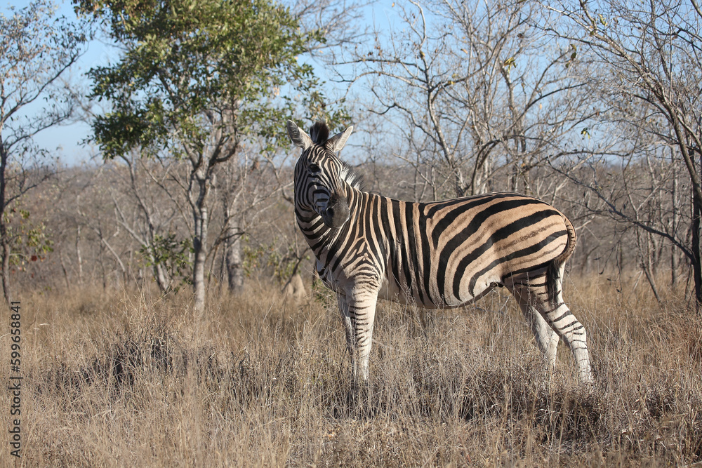 Steppenzebra / Burchell's zebra / Equus quagga burchellii Steppenzebra / Burchell's zebra / Equus quagga burchellii