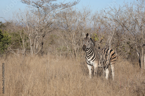 Steppenzebra   Burchell s zebra   Equus quagga burchellii