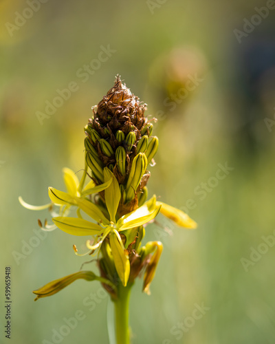 yellow flower in the garden