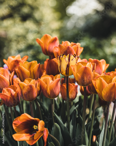 red and yellow tulips