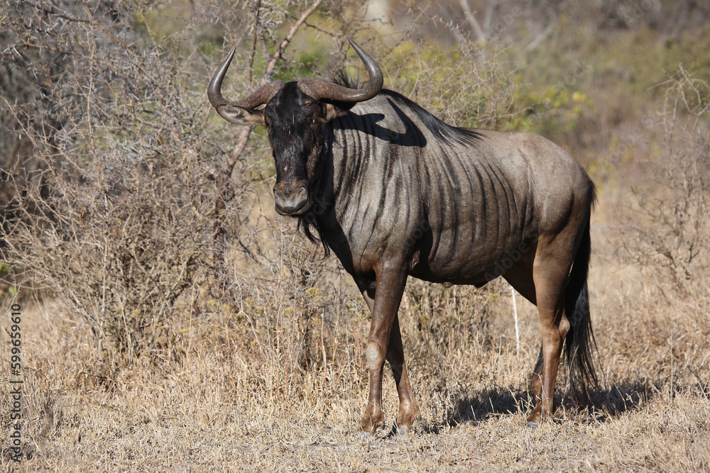 Streifengnu / Blue wildebeest / Connochaetes taurinus Streifengnu / Blue wildebeest / Connochaetes taurinus
