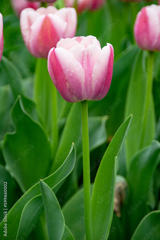 Pink and white tulips Pink and white tulips