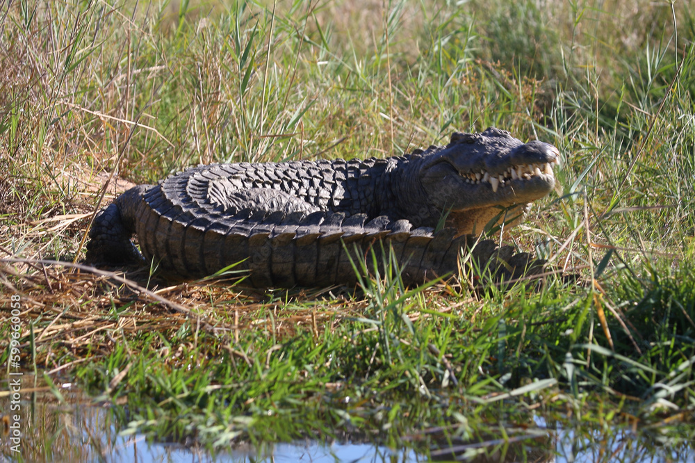 Nilkrokodil / Nile crocodile / Crocodylus niloticus Nilkrokodil / Nile crocodile / Crocodylus niloticus