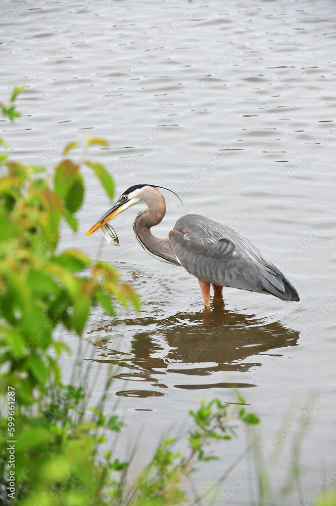 Naklejka premium Great Blue Heron on lake