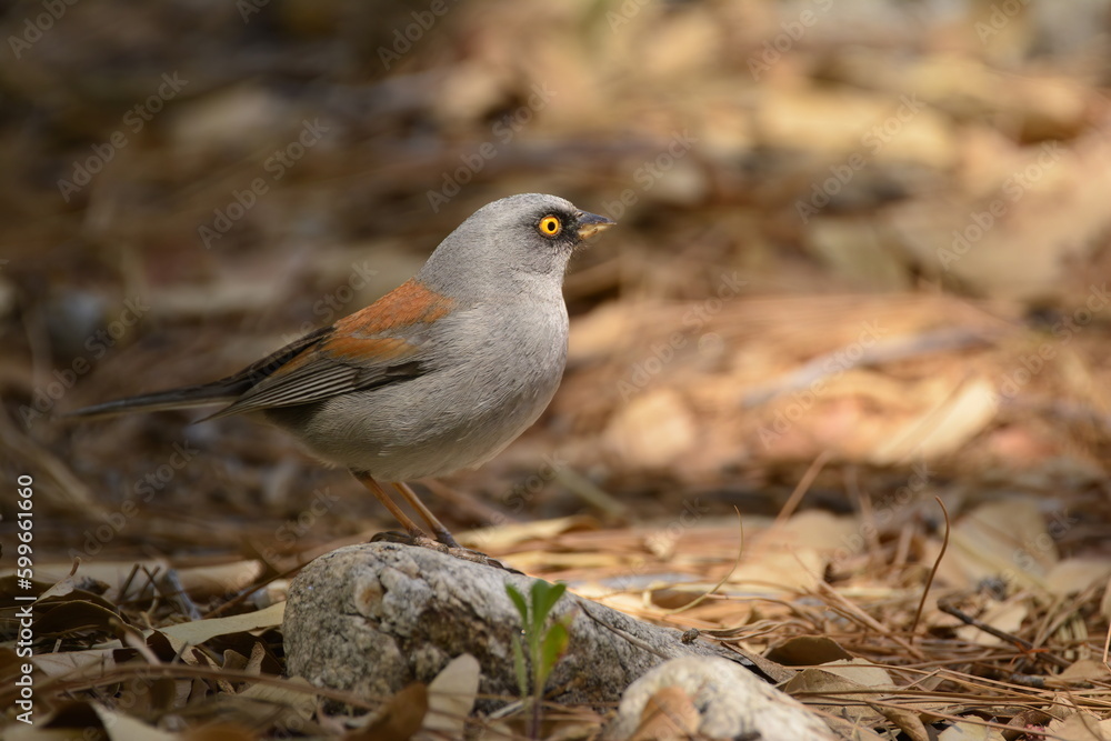 Yellow-eyed Junco