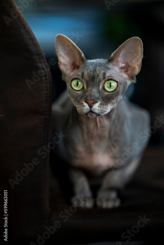 Sphynx cat on a dark background  gray