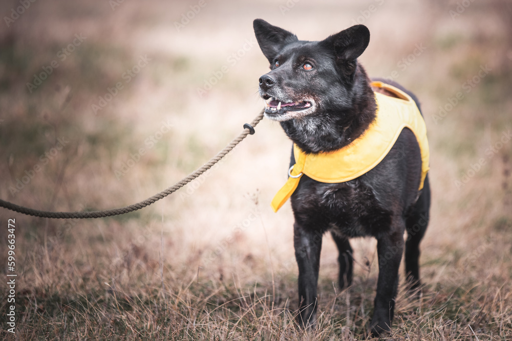 Picture of the rescued dog from dogs shelter in Serbia, taken during his regular walk on leash as part of the obedience and socialization training Picture of the rescued dog from dogs shelter in Serbia, taken during his regular walk on leash as part of the obedience and socialization training