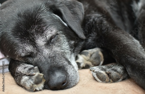black big gray dog sleeping soundly © lisica1