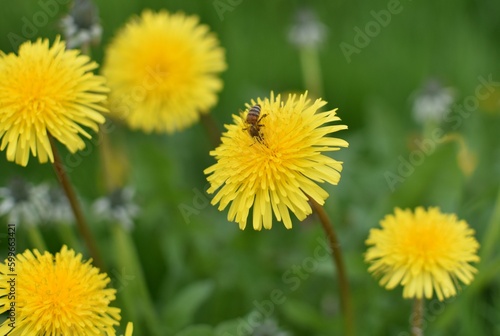 bee collects pollen in yellow dandelions