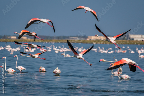 Foto Flamingos, pelicans and other birds in gediz delta