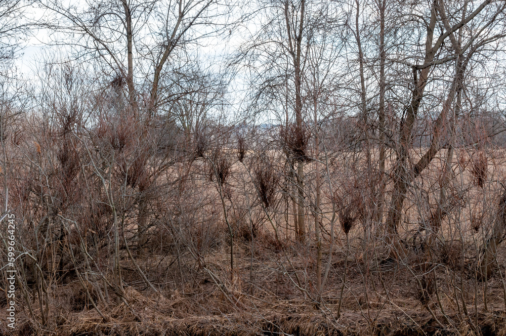 Witches' Broom Deformed Growths On Woody Plants Witches' Broom Deformed Growths On Woody Plants