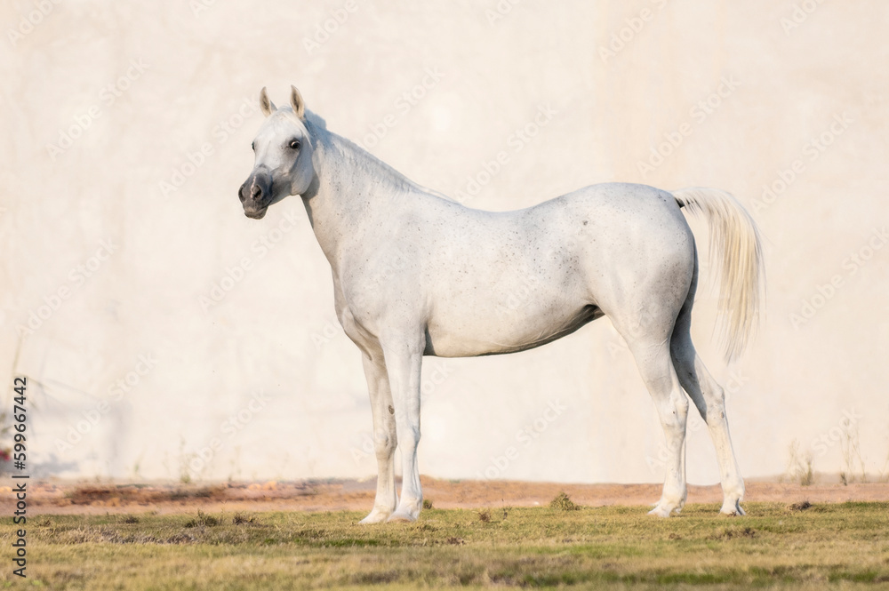 Obraz premium The purebred Arabian horse in the field and in the race and show 