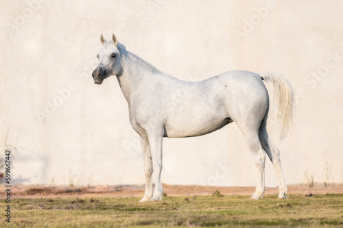 The purebred Arabian horse in the field and in the race and show  © Aziz