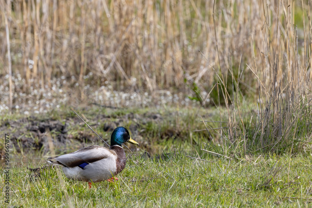 Mallard is a coastal bottom-grazing seabird and a wetland-associated bird species that belongs to the genus Anas in the tribus grass duck.,At Grønjordssøen - Nature preserve,Denmark
Amager Vest Mallard is a coastal bottom-grazing seabird and a wetland-associated bird species that belongs to the genus Anas in the tribus grass duck.,At Grønjordssøen - Nature preserve,Denmark
Amager Vest