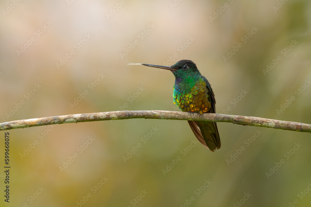 Fototapeta premium golden hummingbird sticking out its tongue on a tree branch