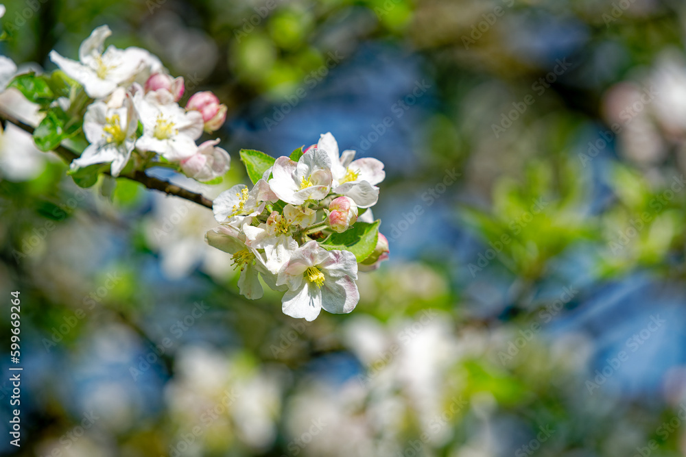 Close-up of beautiful blossom of apple tree on a sunny spring day at City of Zürich district Schwamendingen. Photo taken May 4th, 2023, Zurich, Switzerland. Close-up of beautiful blossom of apple tree on a sunny spring day at City of Zürich district Schwamendingen. Photo taken May 4th, 2023, Zurich, Switzerland.