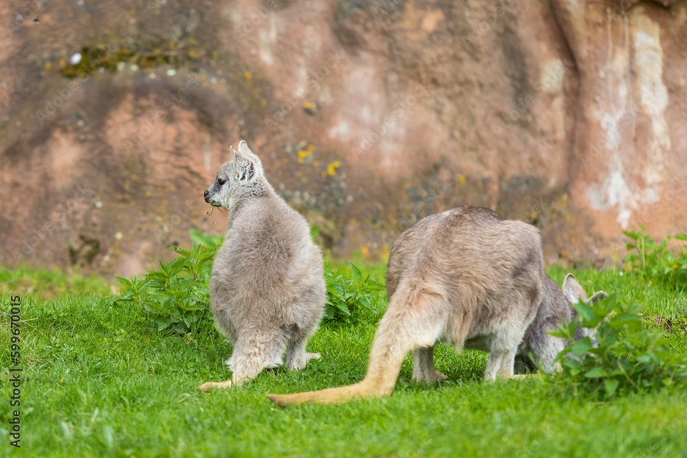 Beautiful little kangaroo on a green meadow Beautiful little kangaroo on a green meadow