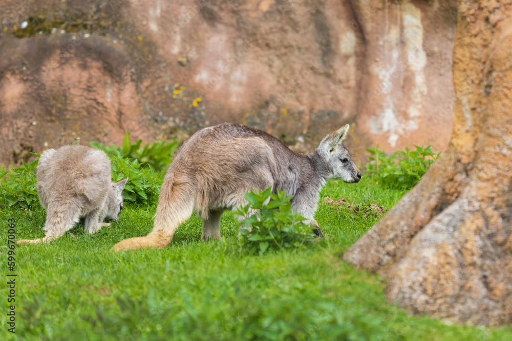 Beautiful little kangaroo on a green meadow Beautiful little kangaroo on a green meadow