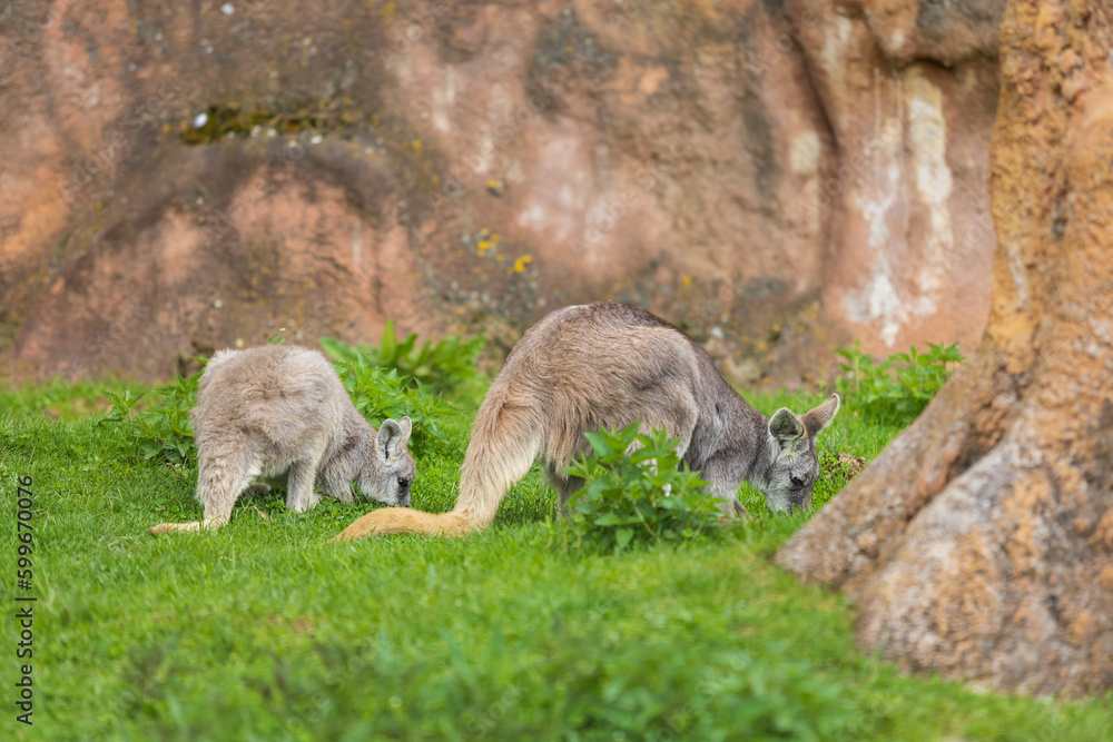 Obraz premium Beautiful little kangaroo on a green meadow