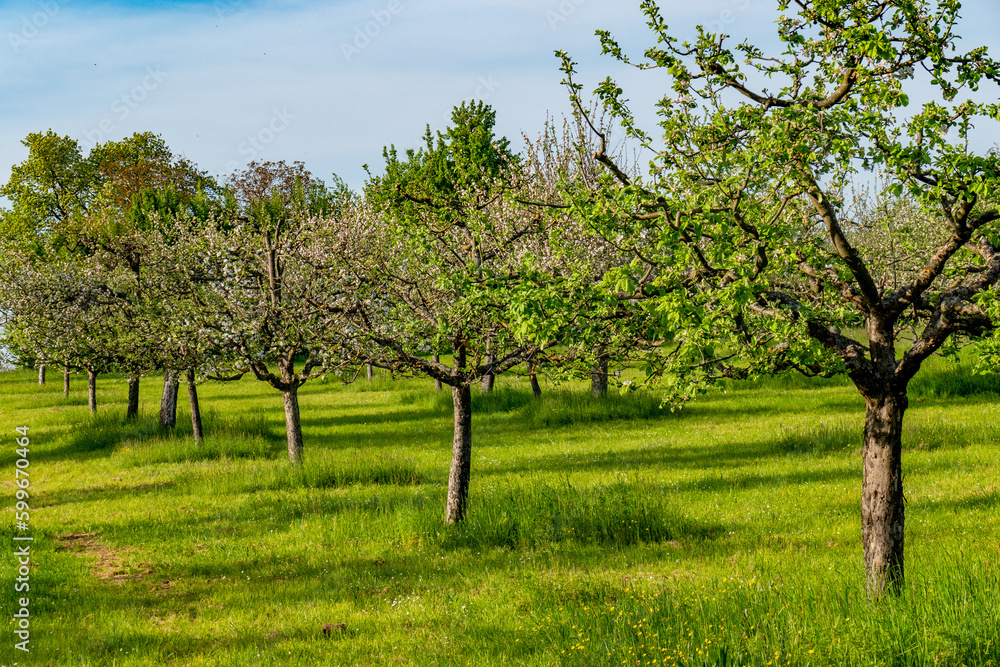 Fototapeta premium Streuobstwiese im Frühjahr