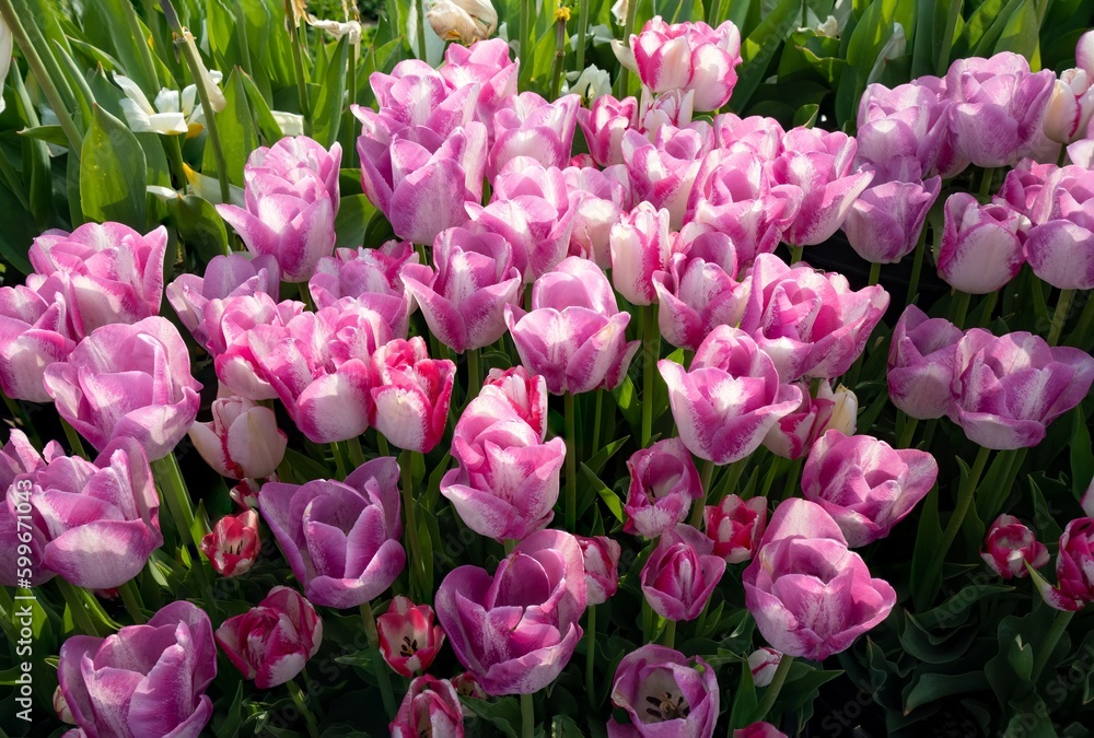 Fototapeta premium Closeup of groups of tulips at tulip fields near Woodburn, Oregon