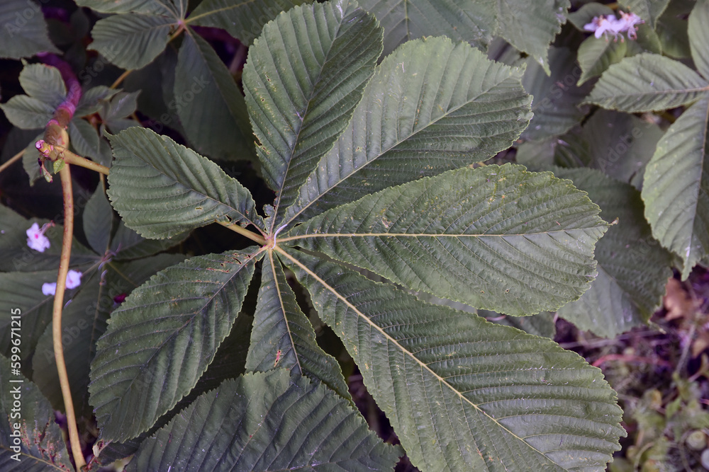 Close up of chestnut tree leaves