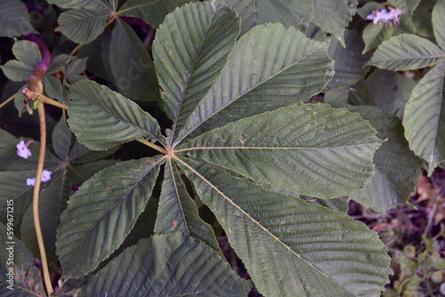 Obraz na płótnie Close up of chestnut tree leaves w salonie