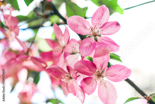 Flowering branches of paradise apple tree. Fruit tree. Photo of nature.