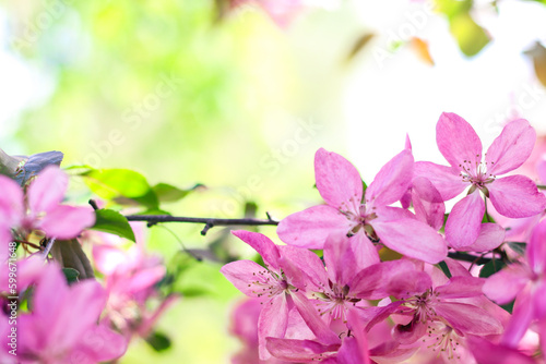 Flowering branches of paradise apple tree. Fruit tree. Photo of nature.