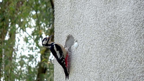 ein Specht baut eine Höhle in Häuserfassade