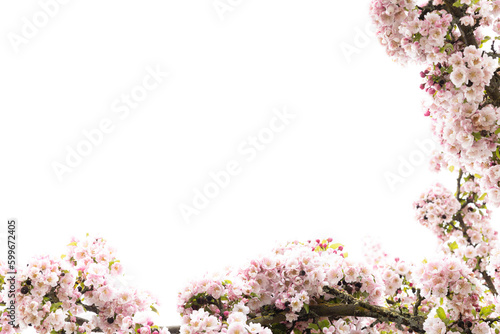 Baum voller rosa Blühten und Knospen im Frühling